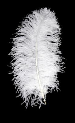 Eleganza Ostrich Premium Femina Wing Feather 50-55cm 1pc - Accessories