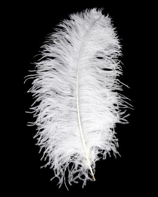 Eleganza Ostrich Premium Femina Wing Feather 60-66cm 1pc - Accessories