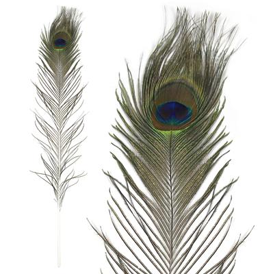 Eleganza Large Peacock Eye Feathers 76-88cm 5pcs - Accessories